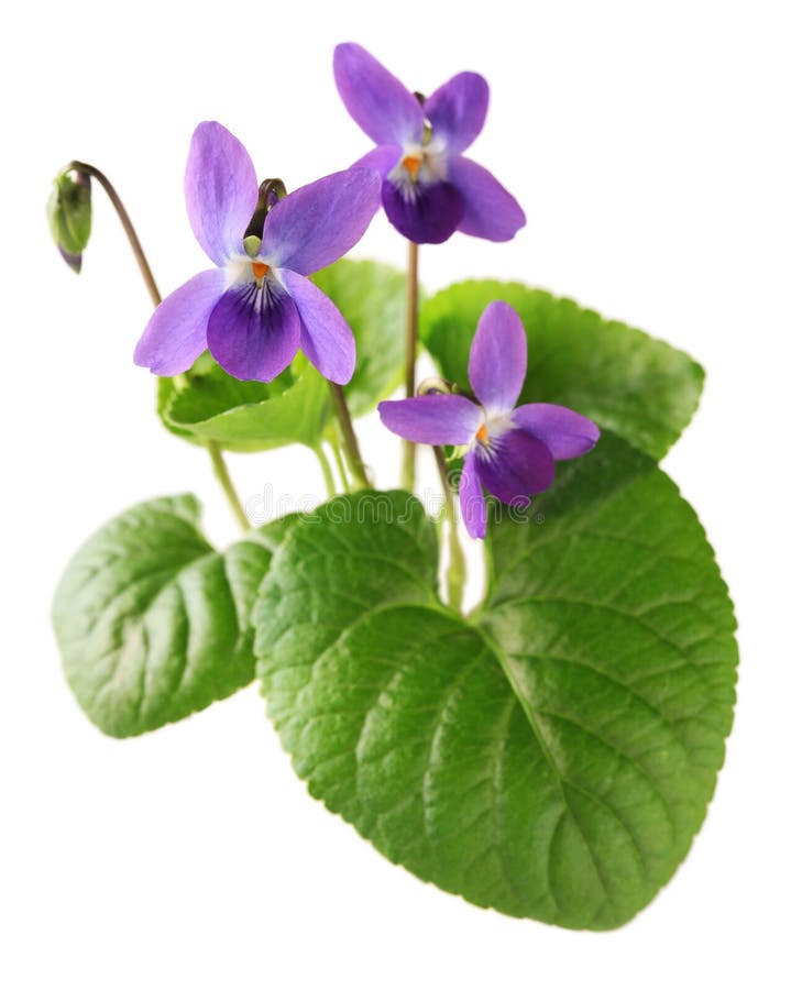 Sweet violet, viola odorata