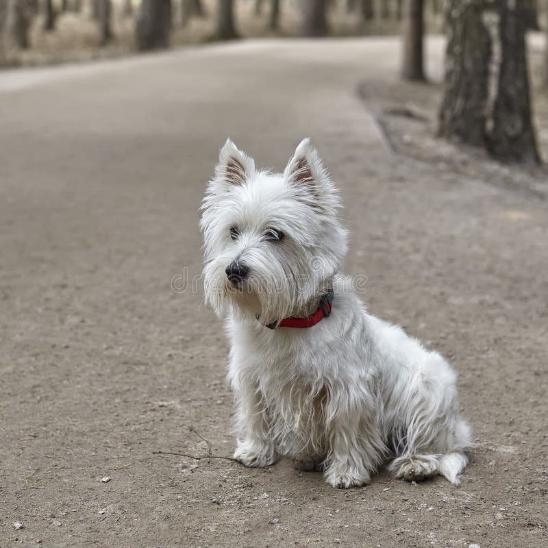 Sweet West Highland White Terrier - Westie, Westy Dog Play in Forest royalty free stock photography Sweet West Highland White Terrier - Westie, Westy Dog Play in Forest royalty free stock photography