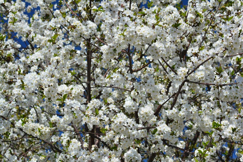 Sweet White Flowers Blooming Cherry-tree, Cherries in the Spring Stock ...