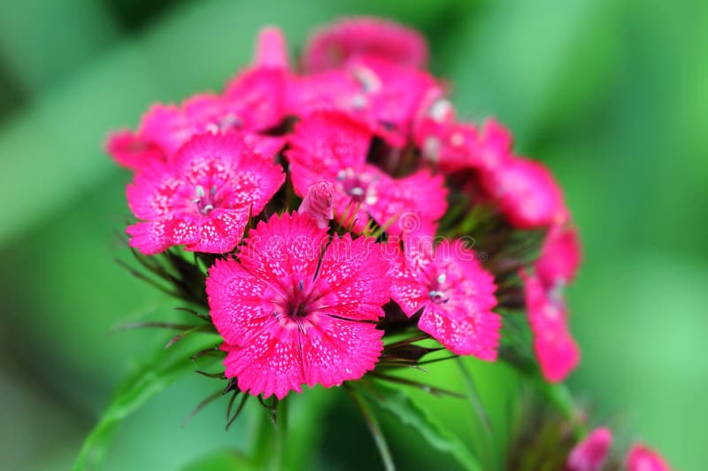 Pink red Sweet william flower blossom Dianthus barbatus.