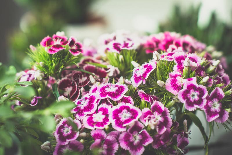 Beautiful sweet william flowers. Close up, toned image, selective focus