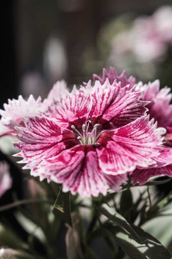 Sweet William growing in a garden