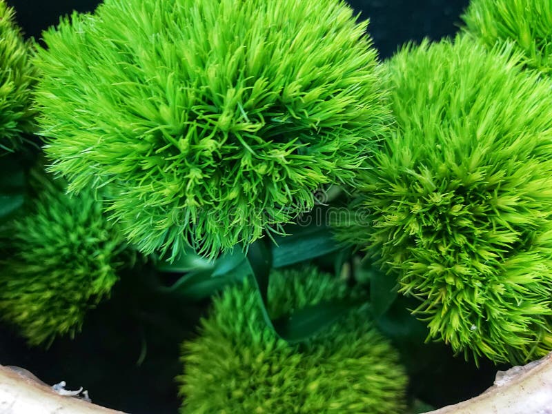 Sweet William this Plant Has Round Leaves and Green Fur Stock Photo