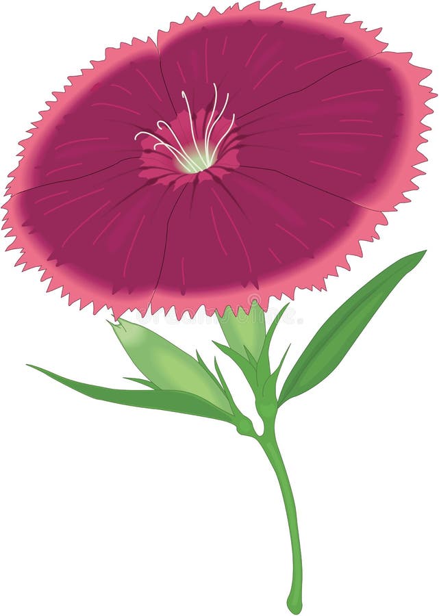 Sweet William Vector Illustration Stock Vector Illustration of vector