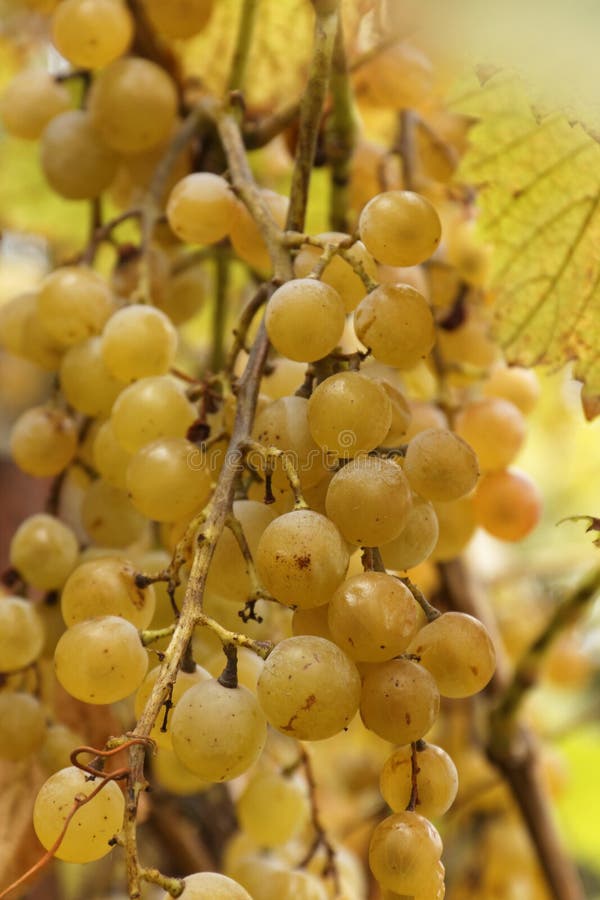 Sweet grapes for wine stock image. Image of dessert, selective 12226749