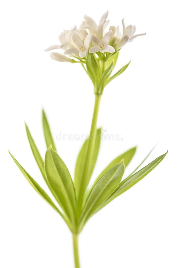 Sweet woodruff flowers stock image. Image of star, scented 265815913