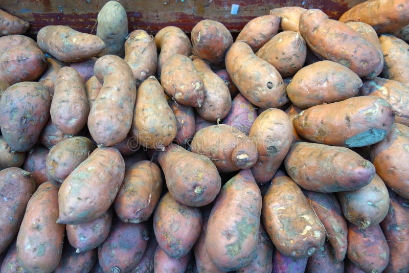 Sweet Yams stock image. Image of ingredients, yams, vegetables 47961559