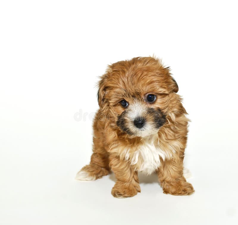 Yorkie Poo Photos - Free \u0026 Royalty-Free 