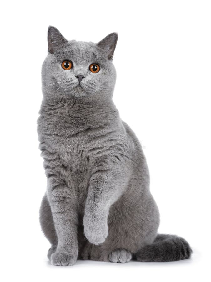 Sweet young adult solid blue British Shorthair cat isolated on white background