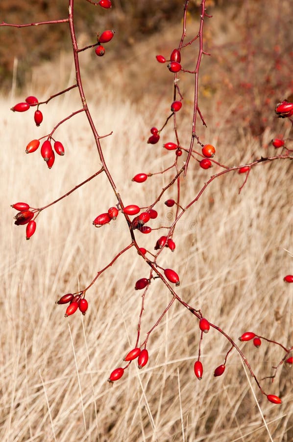 Sweetbriar Rose (Rosa rubiginosa) Hips