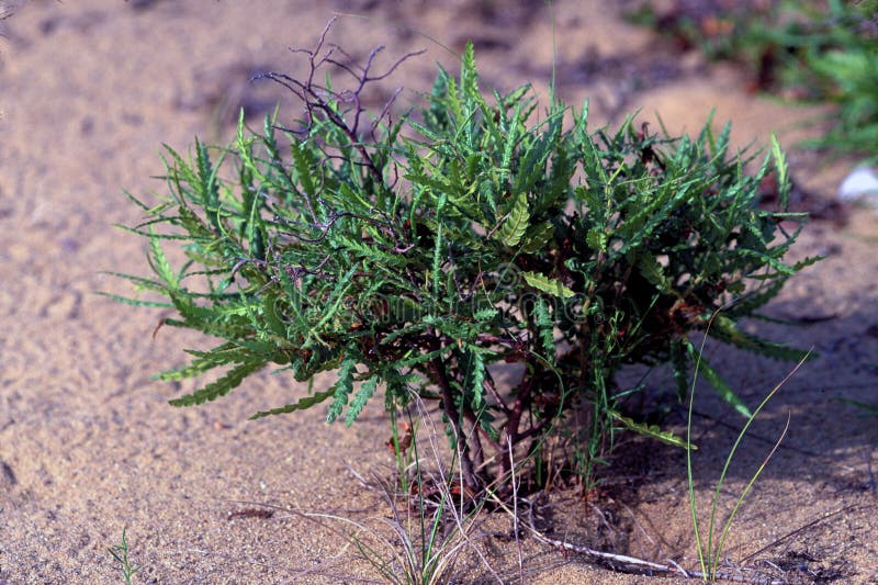 Sweetfern or Comptonia growing in sand in Gladstone Michigan  59257  Comptonia peregrina. Sweetfern or Comptonia growing in sand in Gladstone Michigan  59257  Comptonia peregrina