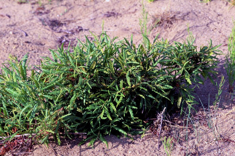 Sweetfern or Comptonia growing in sand in Gladstone Michigan   59260  Comptonia peregrina. Sweetfern or Comptonia growing in sand in Gladstone Michigan   59260  Comptonia peregrina