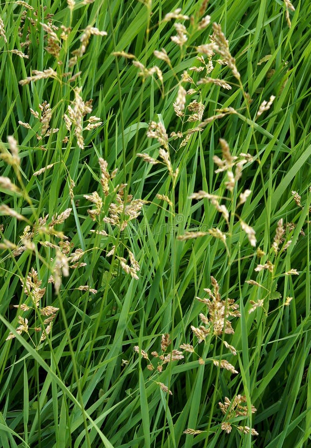 Sweetgrass in de lente stock afbeelding Sweetgrass in de lente stock afbeelding