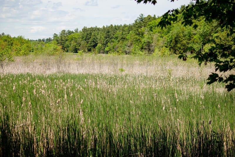 Sweetgrass Field with Forest in the Background Stock Photo Image of