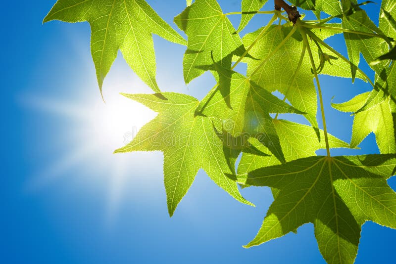 Sweetgum Leaves on Branch against Blue Sky