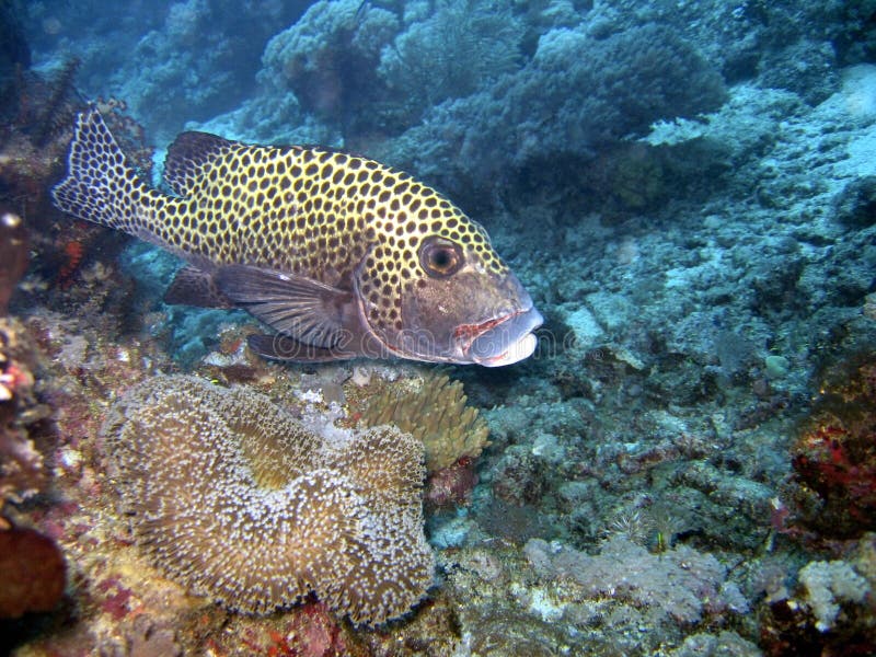 Sweetlip Fish stock image. Image of sweetlip, swim, coral 213831