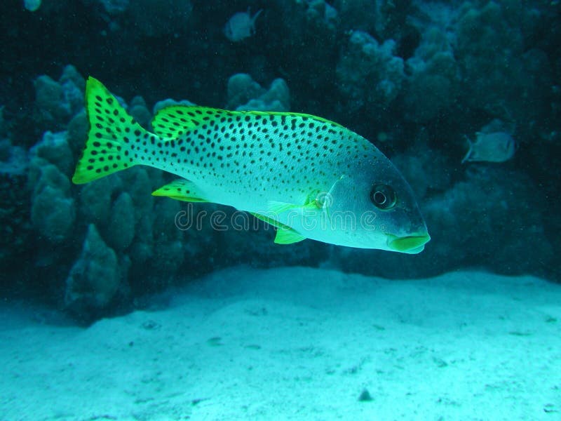 Sweetlips στοκ φωτογραφίες
