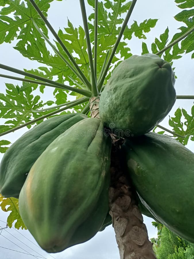 The Sweetness of Fresh Papaya Fruit Typical of Indonesia Stock Photo