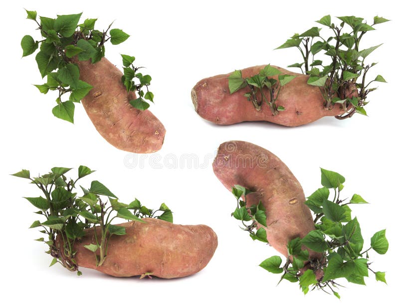 Sweetpotato