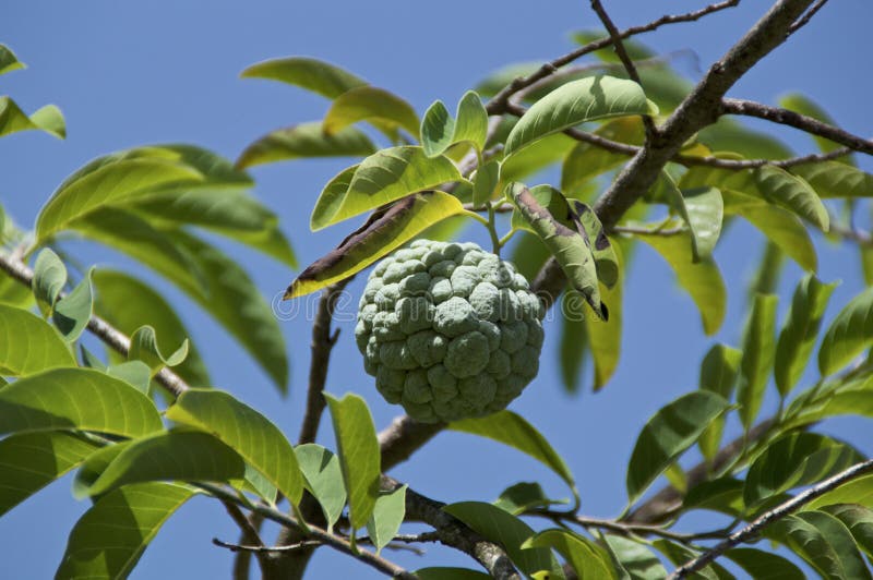 Sweetsop Custardapple or Sugarapple Fruit on Tree Stock Image Image of custard, squamosa