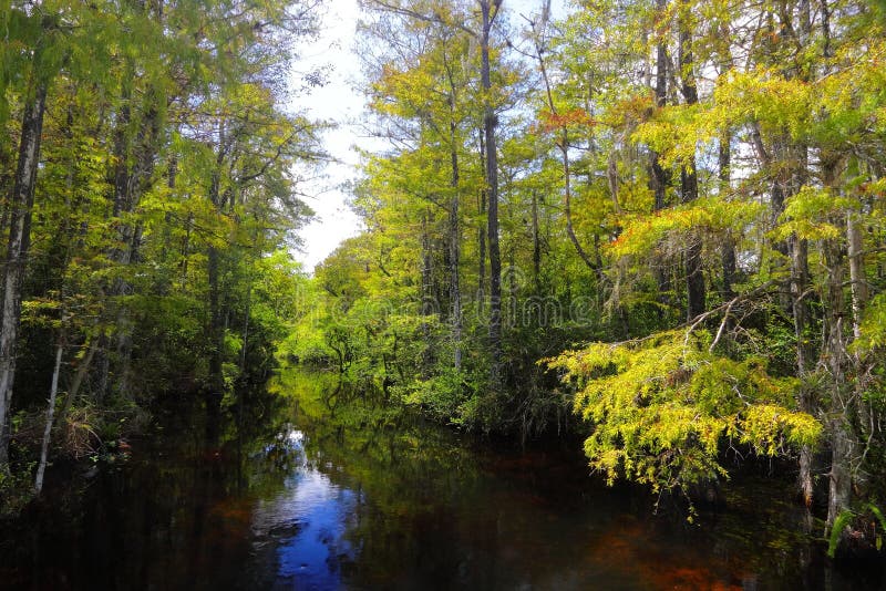 Sweetwater Strand stock photo. Image of wetlands, plant 14148928