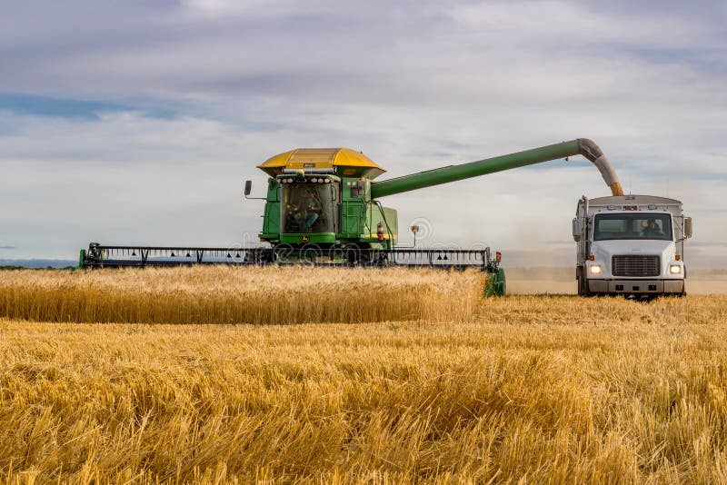 Swift Current, SK, Canada- Sept 8, 2019: Combine unloading wheat into grain truck