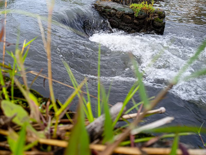 The swift flow of river water behind the weeds stock photo
