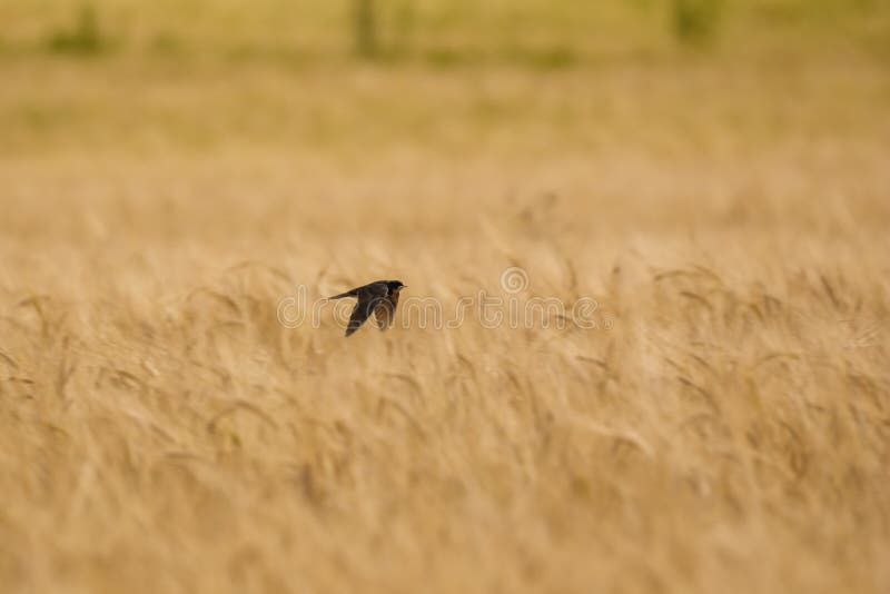 Swift fly over wheat