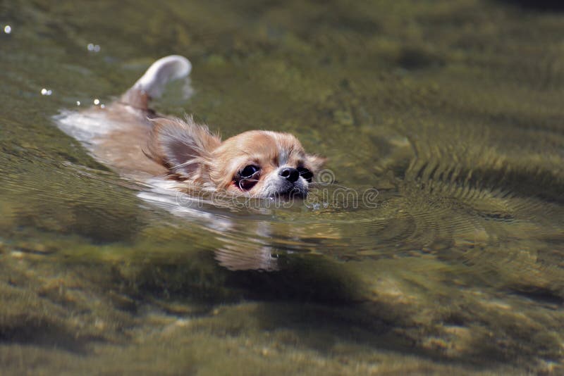Do Chihuahuas like to swim