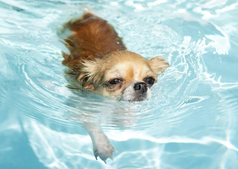 Do Chihuahuas like to swim