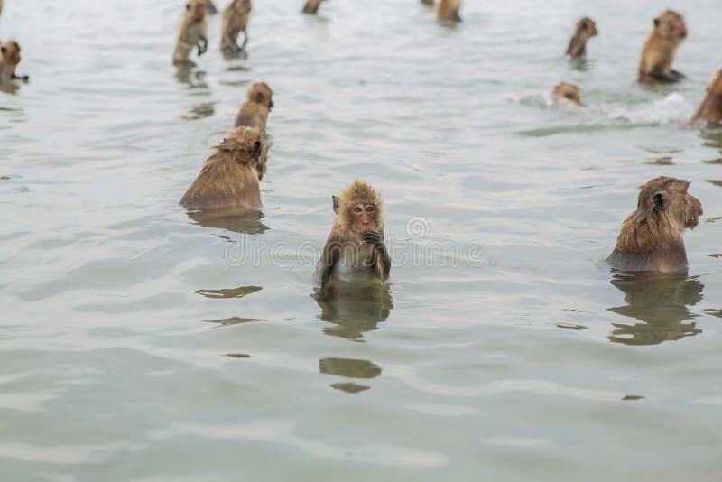 Macachi nuoto più vicino scimmie isola tailandia.
