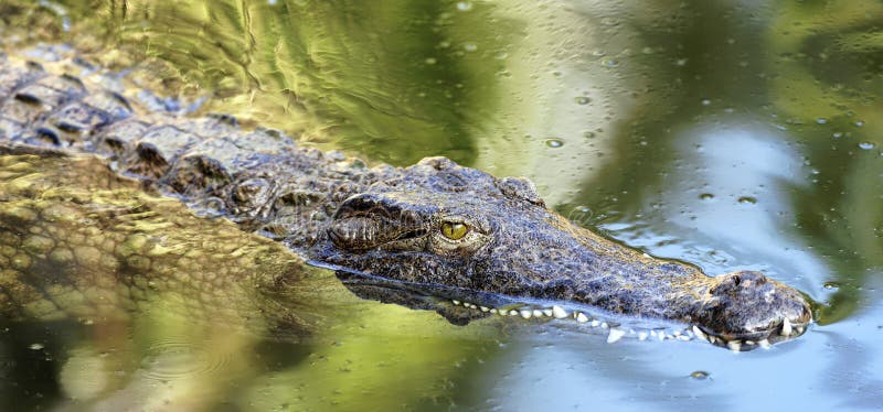 Swimming crocodile