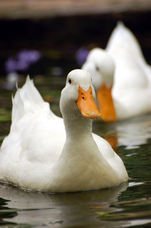 Swimming duck