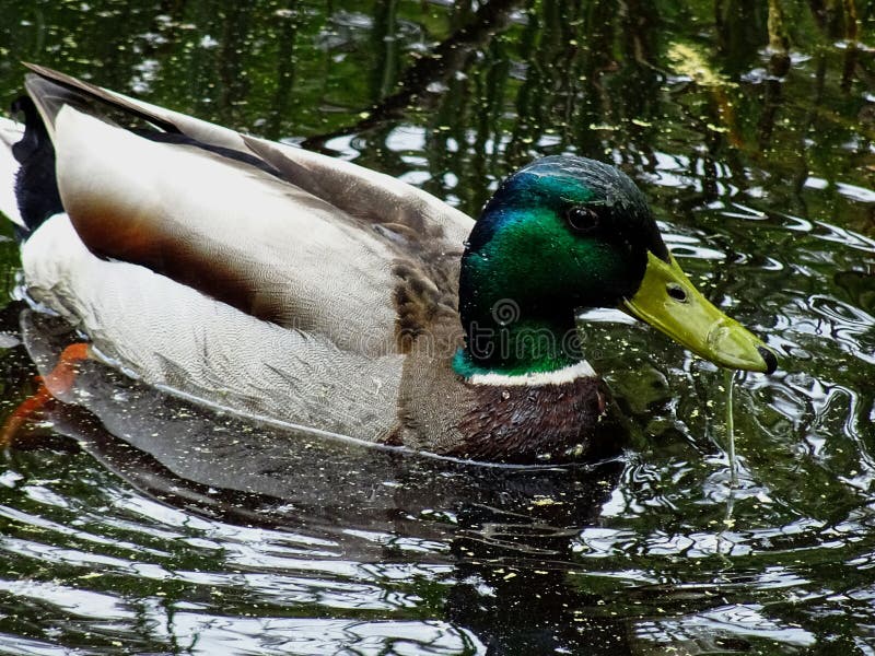 Swimming duck royalty free stock images Swimming duck royalty free stock images