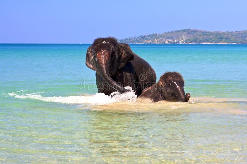 Swimming elephants