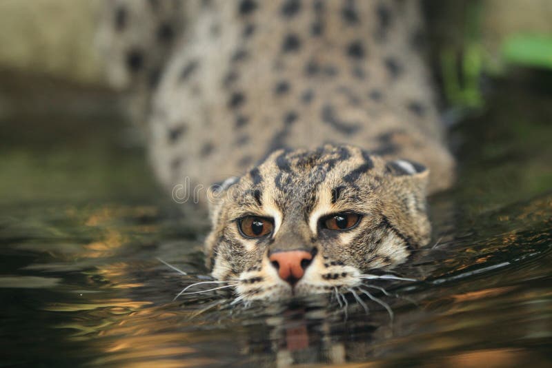 Swimming fishing cat stock photo. Image of wildlife, nature 24046900