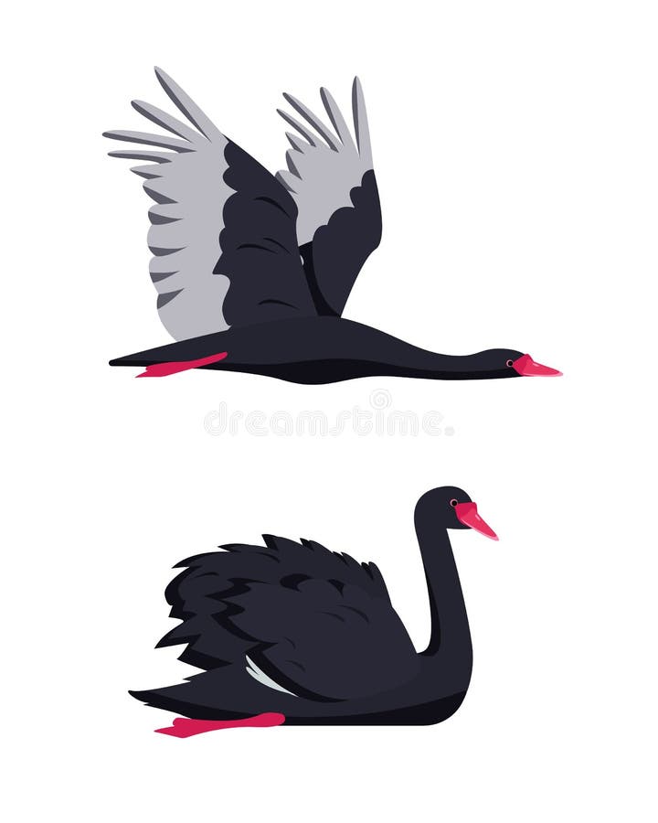 Swimming and Flying Black Swan Birds Collection. Stock Vector - Illustration of lake: 225025180