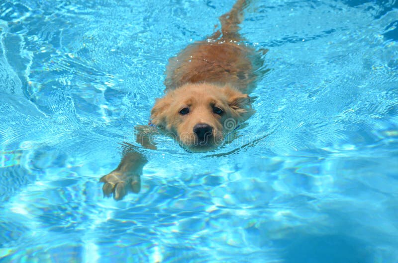 Swimming Golden Puppy in a Pool