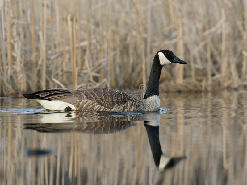 Swimming Goose