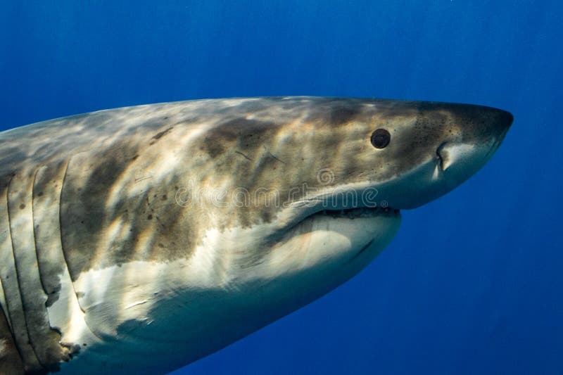 Cage Diving with Great White Sharks in Mexico Stock Image - Image of