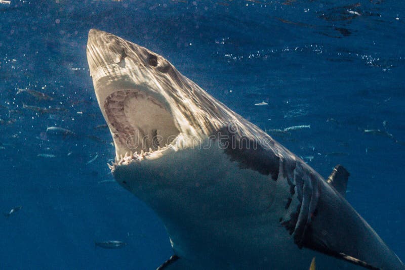Cage Diving with Great White Sharks in Mexico Stock Image - Image of
