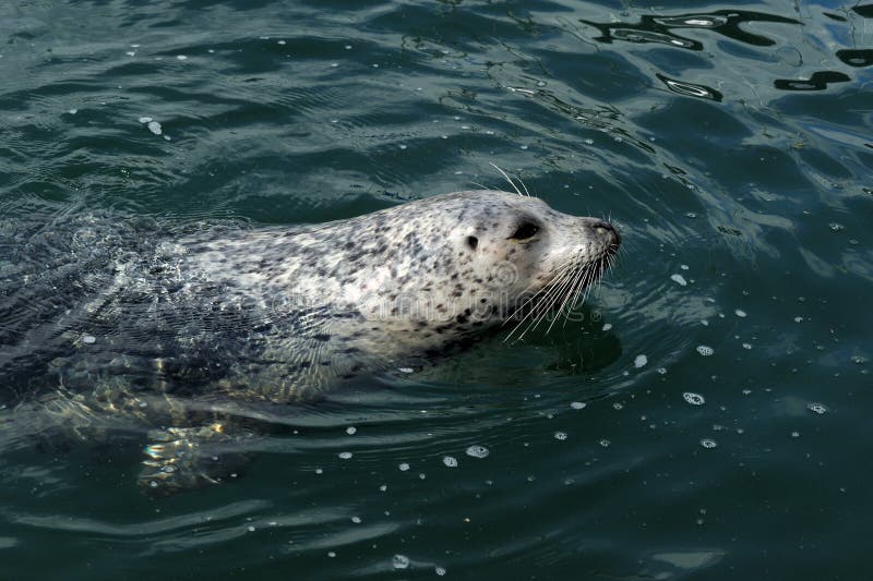Swimming harbor seal stock image. Image of life, seal 27060445