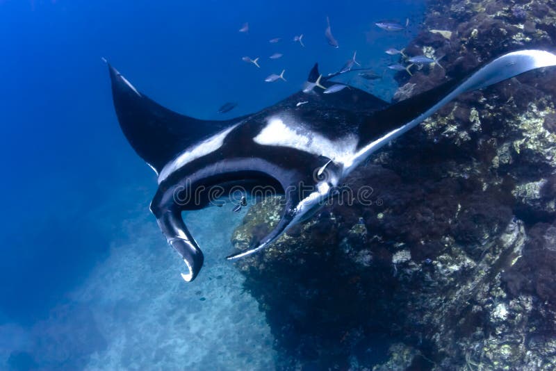 Swimming Manta Ray underwater in the ocean