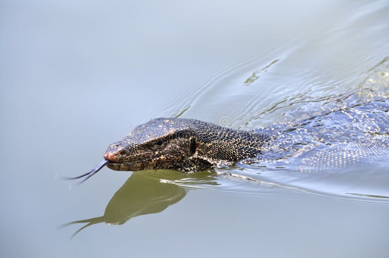 Swimming monitor lizard stock image. Image of lizard 11035263