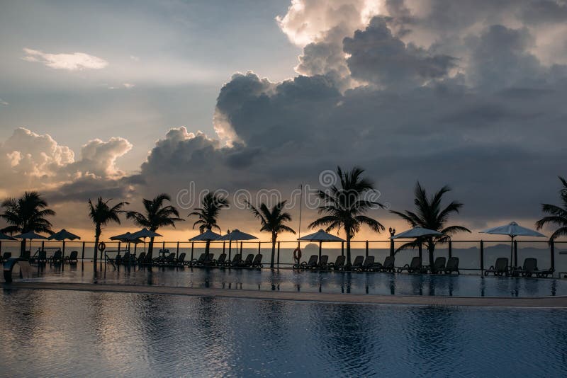 Swimming Pool Palm Trees Around An Empty Area With Many Sunbed Stock