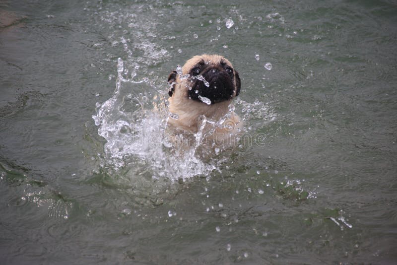 Swimming Pug editorial stock image. Image of river, water 59036324