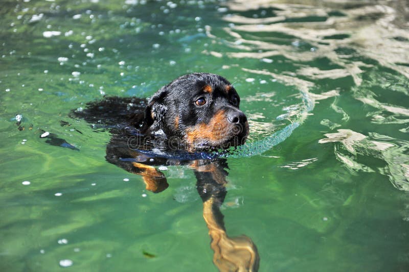Are Rottweilers Water Dogs