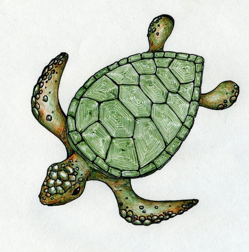 green sea turtle shell drawing
