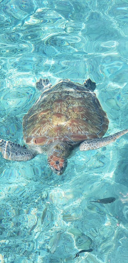 Swimming with Sea Turtles- Playa Piskado, Curacao Stock Image - Image ...