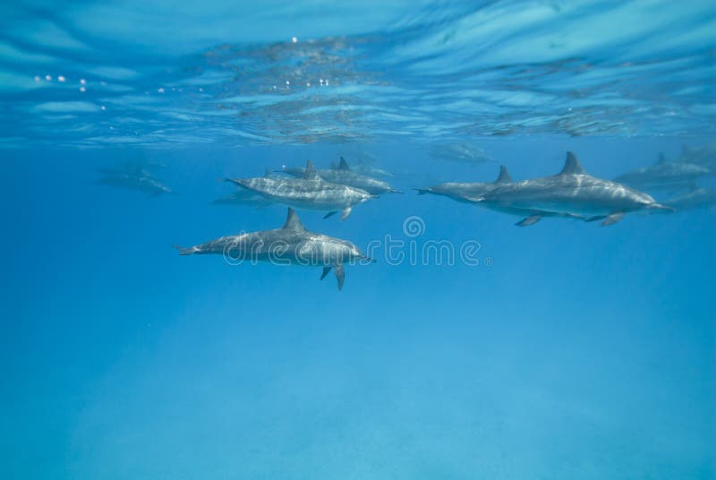 Swimming Spinner dolphins in the wild.